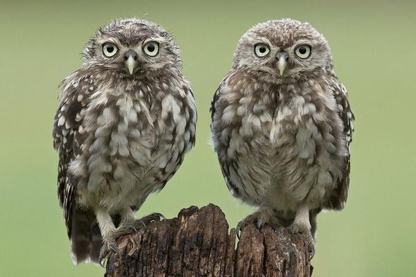 寵物貓頭鷹市場價格多少錢一只 貓頭鷹養了會不吉利嗎