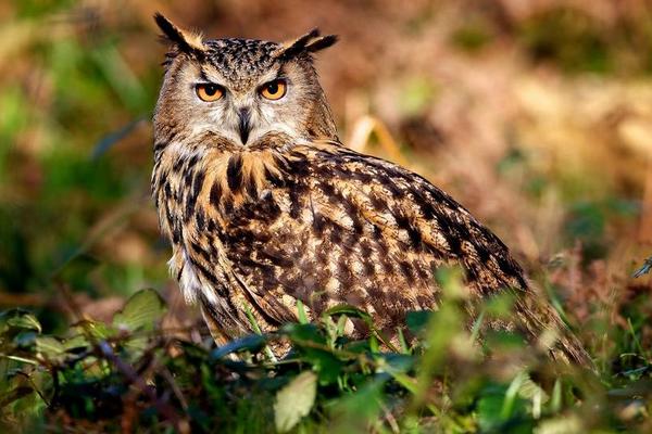寵物貓頭鷹市場價格多少錢一只 貓頭鷹養了會不吉利嗎