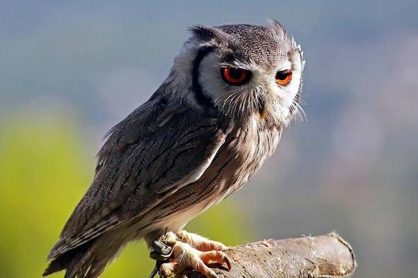 寵物貓頭鷹市場價格多少錢一只 貓頭鷹養了會不吉利嗎