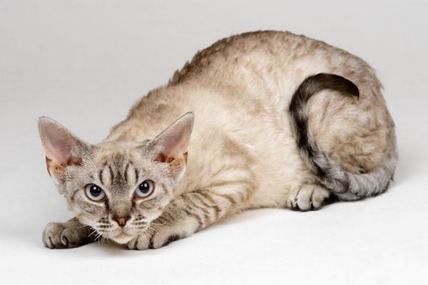 什么寵物貓好養(yǎng)又便宜 寵物貓的品種大全