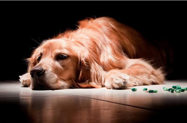 幼犬細(xì)小能治好嗎 狗狗細(xì)小病毒會(huì)傳染人嗎