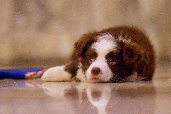 幼犬細(xì)小能治好嗎 狗狗細(xì)小病毒會(huì)傳染人嗎