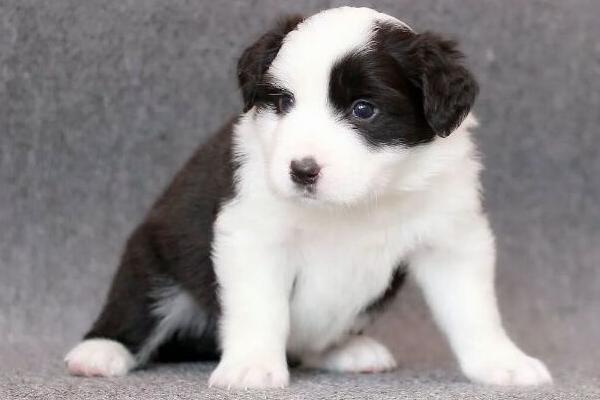 幼犬細(xì)小能治好嗎 狗狗細(xì)小病毒會(huì)傳染人嗎