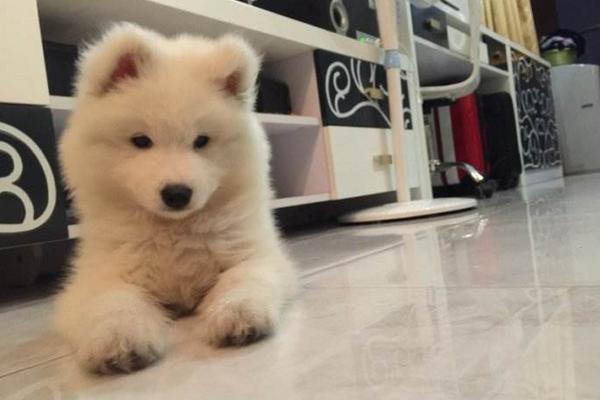 幼犬細(xì)小能治好嗎 狗狗細(xì)小病毒會(huì)傳染人嗎