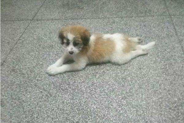 幼犬細(xì)小能治好嗎 狗狗細(xì)小病毒會(huì)傳染人嗎