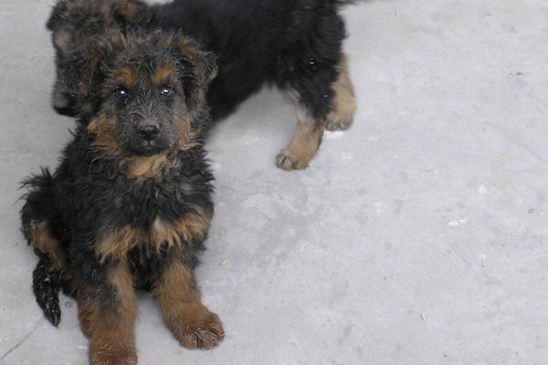 幼犬細(xì)小能治好嗎 狗狗細(xì)小病毒會(huì)傳染人嗎