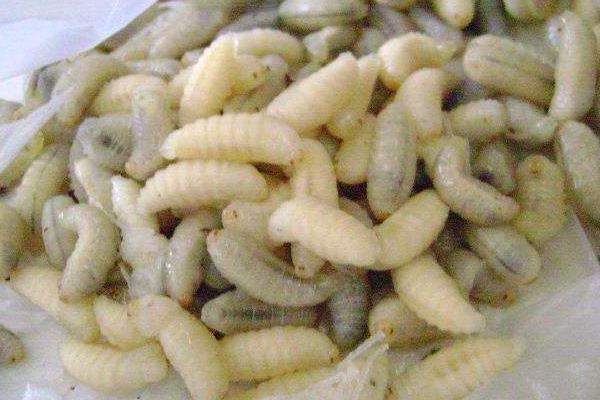 蜂蛹的功效與作用及禁忌 蜂蛹怎么吃