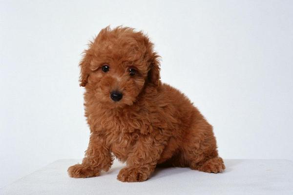 犬瘟熱抽搐癥狀及治療方法 犬瘟熱抽搐多久會死