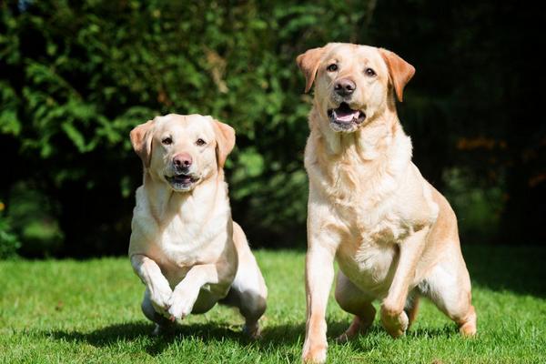 什么狗最干凈最好養 樓房最適合養的狗排名