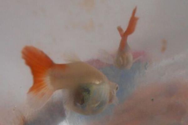 孔雀魚一次生多少小魚 怎么判斷孔雀魚生完了