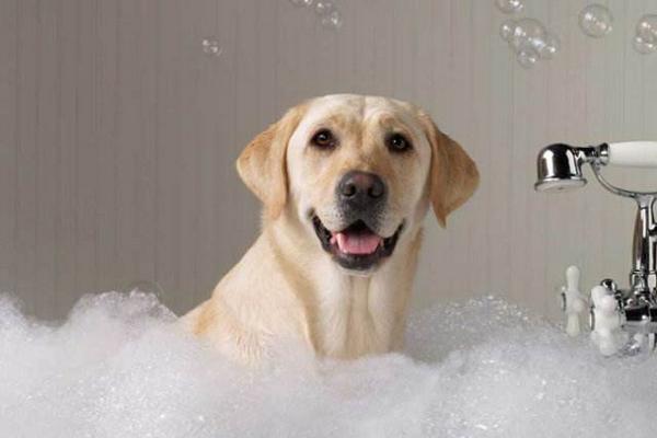 狗狗洗澡多久一次 狗狗洗澡可以用人的沐浴露嗎