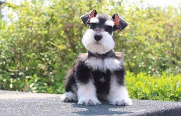 雪納瑞好養嗎 雪納瑞怎么訓練才聽話