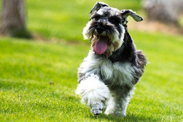 雪納瑞好養(yǎng)嗎 雪納瑞怎么訓(xùn)練才聽話