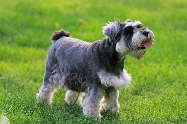 雪納瑞好養(yǎng)嗎 雪納瑞怎么訓(xùn)練才聽話