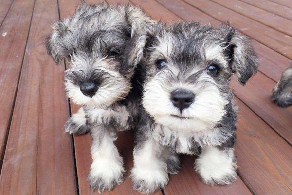 雪納瑞好養(yǎng)嗎 雪納瑞怎么訓(xùn)練才聽話