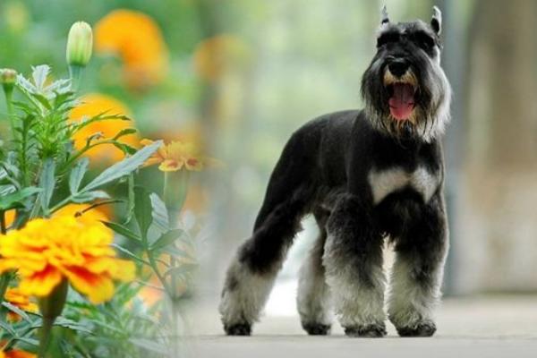 雪納瑞好養(yǎng)嗎 雪納瑞怎么訓(xùn)練才聽話