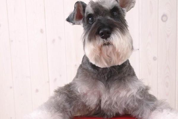 雪納瑞好養(yǎng)嗎 雪納瑞怎么訓(xùn)練才聽話