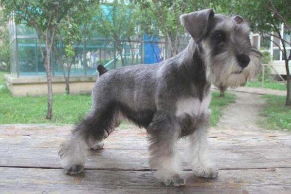 純種雪納瑞犬市場價格多少錢一條 雪納瑞怎么看純不純