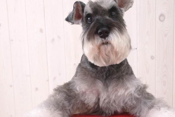 純種雪納瑞犬市場價格多少錢一條 雪納瑞怎么看純不純