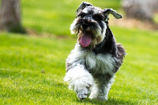 純種雪納瑞犬市場價格多少錢一條 雪納瑞怎么看純不純