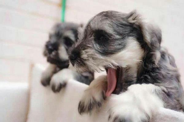 純種雪納瑞犬市場價格多少錢一條 雪納瑞怎么看純不純