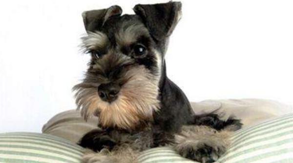 純種雪納瑞犬市場價格多少錢一條 雪納瑞怎么看純不純