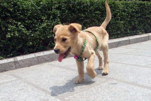 拉布拉多喂什么好 拉布拉多一窩能生幾個(gè)