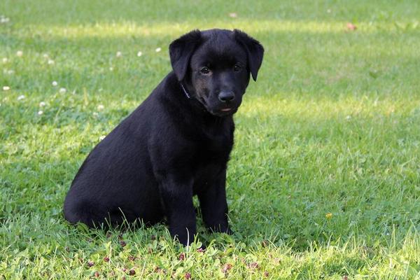 拉布拉多怎樣看純不純 拉布拉多顏色有幾種