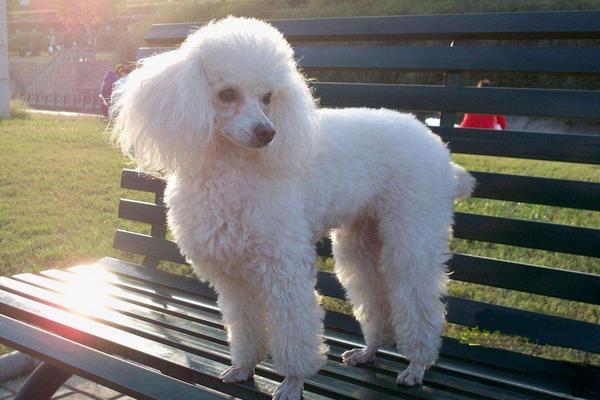 貴賓犬怎么養(yǎng) 貴賓犬好養(yǎng)嗎 貴賓犬怎么訓(xùn)練（大小便）