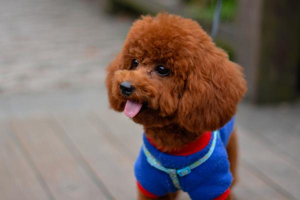 泰迪狗怎么養 泰迪狗怎么訓練