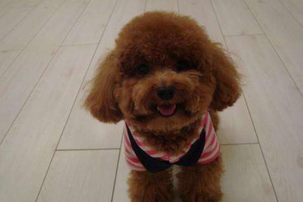 泰迪狗怎么養(yǎng) 泰迪狗怎么訓(xùn)練