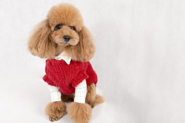 泰迪狗怎么養(yǎng) 泰迪狗怎么訓(xùn)練