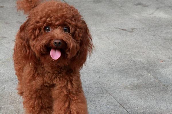 泰迪狗怎么養(yǎng) 泰迪狗怎么訓(xùn)練