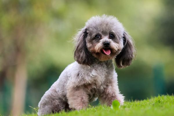 泰迪狗怎么養(yǎng) 泰迪狗怎么訓(xùn)練