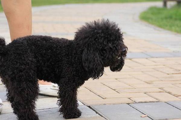 黑色泰迪市場價格多少錢一只 黑色泰迪怎么看純不純