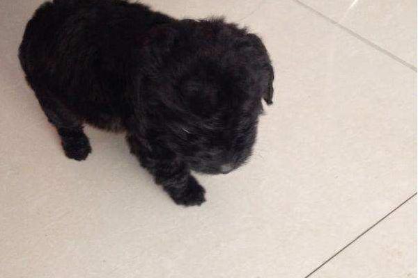 黑色泰迪市場價格多少錢一只 黑色泰迪怎么看純不純