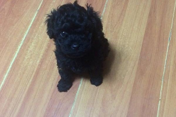 黑色泰迪市場價格多少錢一只 黑色泰迪怎么看純不純