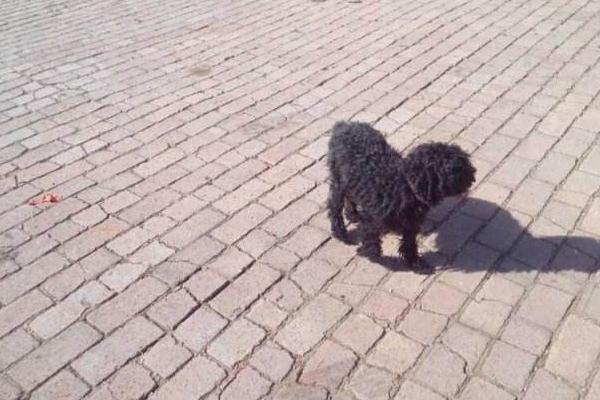 黑色泰迪市場價格多少錢一只 黑色泰迪怎么看純不純