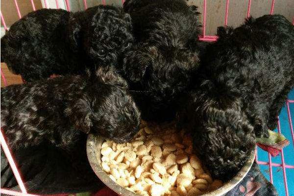 黑色泰迪市場價格多少錢一只 黑色泰迪怎么看純不純