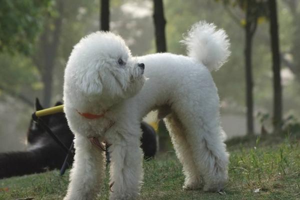 新手養泰迪要注意什么 一個月的泰迪怎么喂養