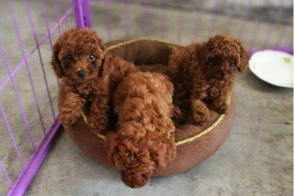 新手養泰迪要注意什么 一個月的泰迪怎么喂養