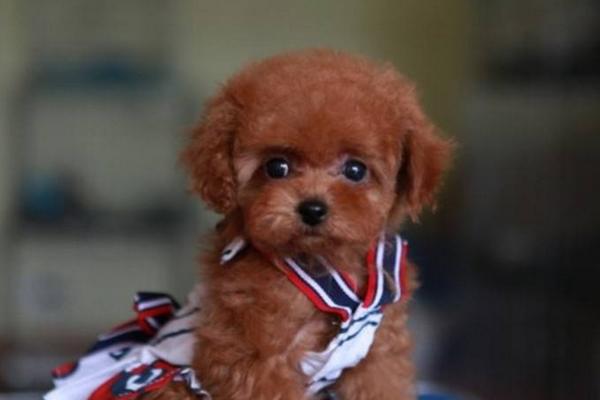 新手養泰迪要注意什么 一個月的泰迪怎么喂養