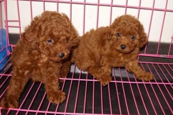 新手養泰迪要注意什么 一個月的泰迪怎么喂養