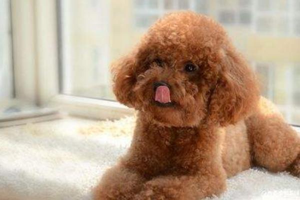 新手養泰迪要注意什么 一個月的泰迪怎么喂養