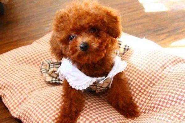 泰迪市場價格多少錢一只 小泰迪幼犬多少錢