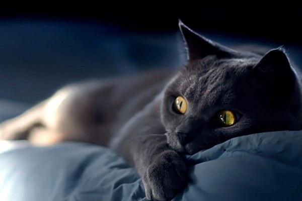家里為什么不能養(yǎng)黑貓 黑貓辟邪還是招邪