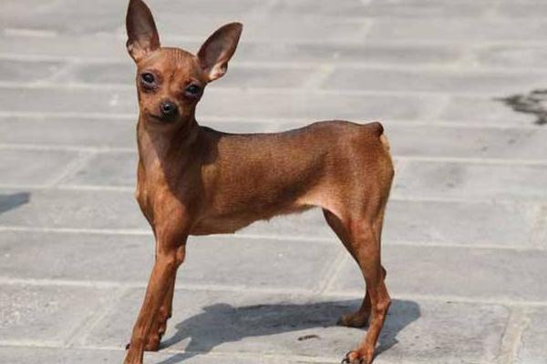 小鹿犬怎么訓練 養(yǎng)小鹿犬要注意什么