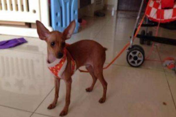 小鹿犬怎么訓練 養小鹿犬要注意什么