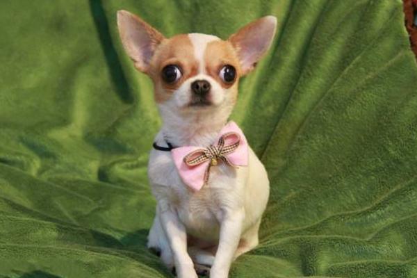 小鹿犬怎么訓練 養小鹿犬要注意什么