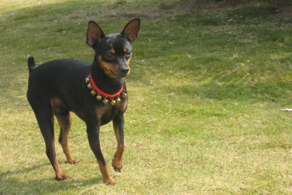 小鹿犬怎么訓練 養小鹿犬要注意什么